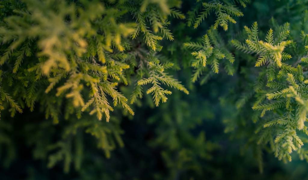 Manualidades de Navidad