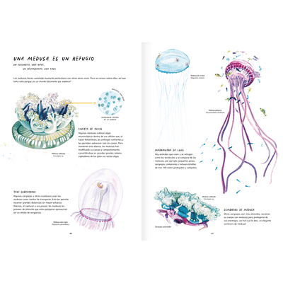 Misteriosas medusas